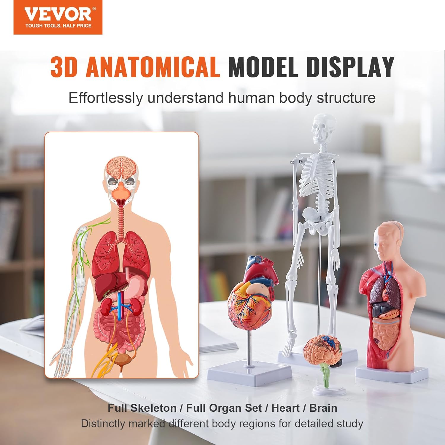Ensemble de Modèles Anatomiques Humains 4PCs Cerveau Coeur Torse et Squelette Grandeur Nature Modèle d'Enseignement en PVC Parties Détachables pour Formation Médicale Présentation École Hôpital