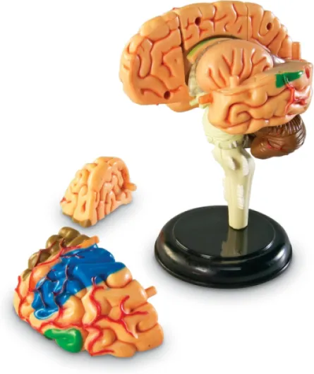 Modèle Anatomique du Cerveau Humain