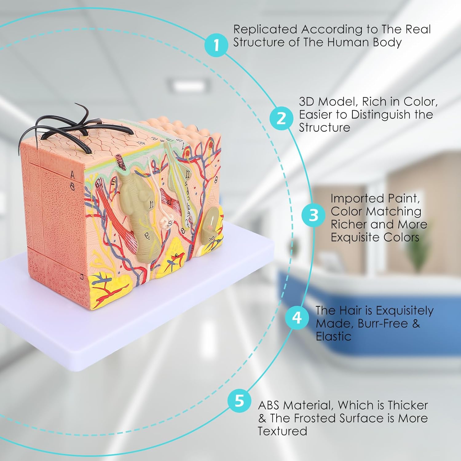 Modèle Anatomique de Peau, Structure 3D Agrandie 35X avec Cheveux en PVC pour Formation Médicale et Étude Dermatologique