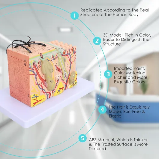 Modèle Anatomique de Peau, Structure 3D Agrandie 35X avec Cheveux en PVC pour Formation Médicale et Étude Dermatologique