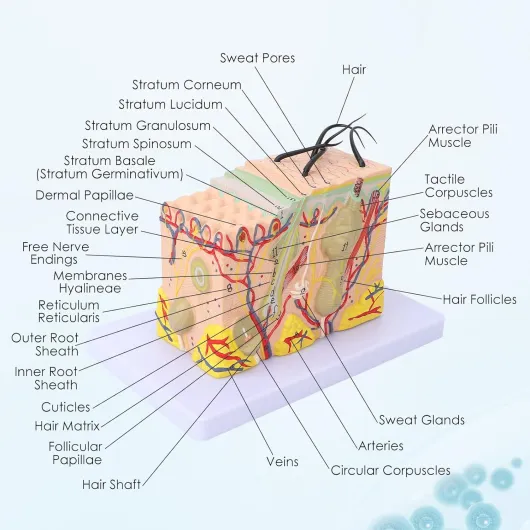 71uu65MAPWL._AC_SL1500_