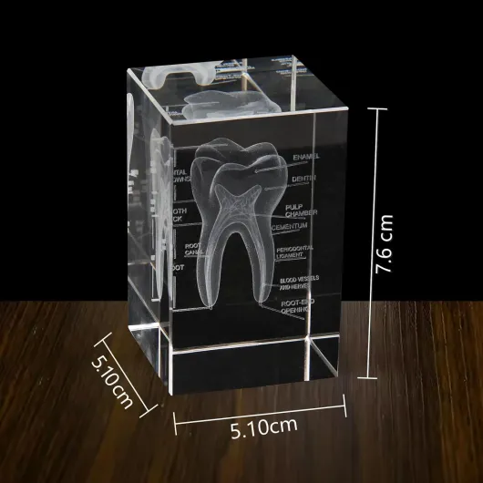 Ensemble de modèles anatomiques en cristal 3D, Représentation 3D de dents gravée avec précisionpour médecine et design