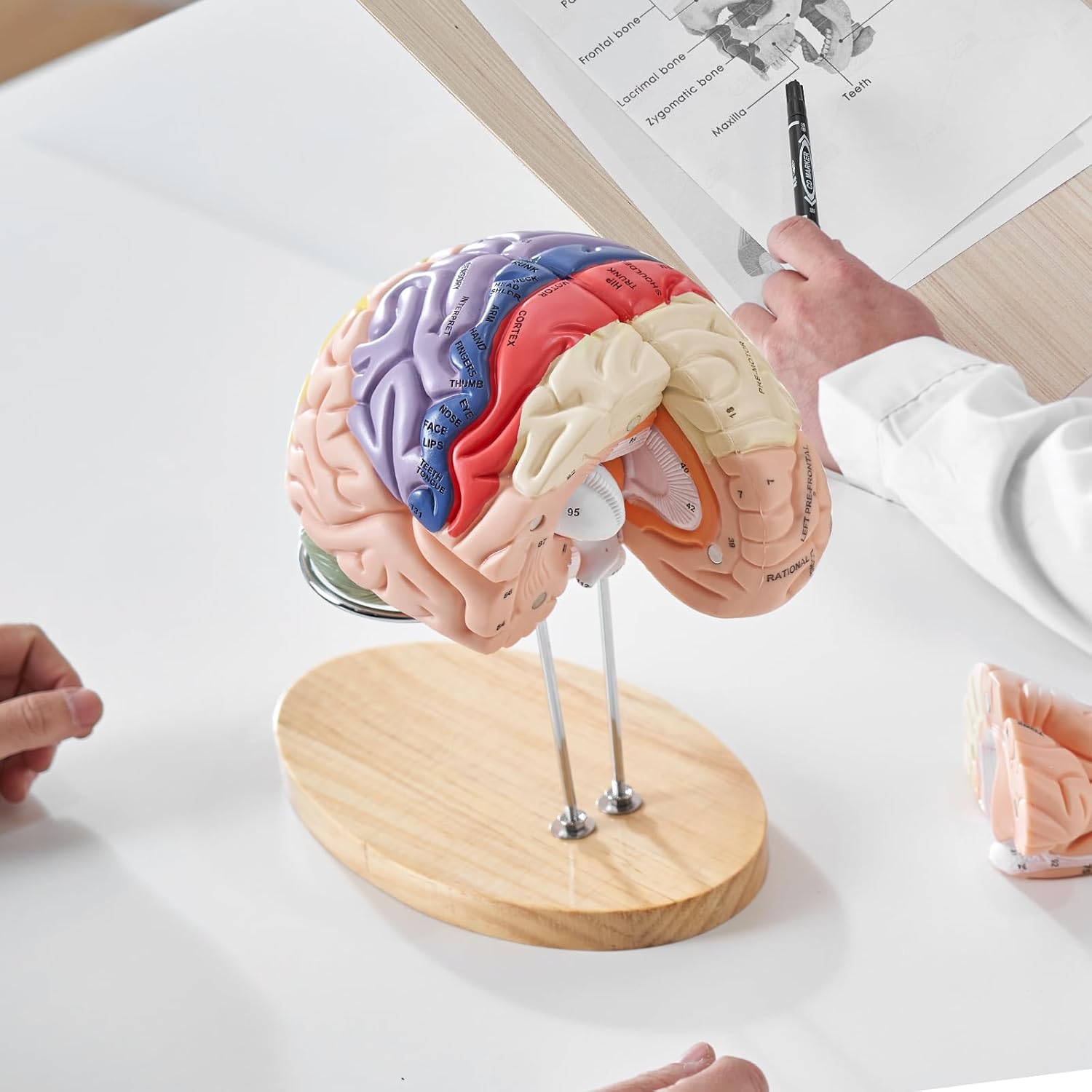 Modèle de Cerveau Humain en 4 Parties Démontables Modèle Anatomique Cerveau 2X Agrandi en PVC avec Support d’Affichage pour Enseignement Formation Présentation Neurosciences Écoles Hôpitaux