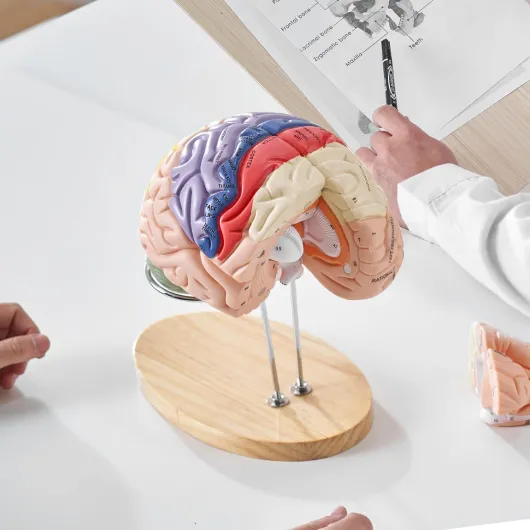 Modèle de Cerveau Humain en 4 Parties Démontables Modèle Anatomique Cerveau 2X Agrandi en PVC avec Support d’Affichage pour Enseignement Formation Présentation Neurosciences Écoles Hôpitaux